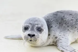 Harbour: Harbour Seal pup
