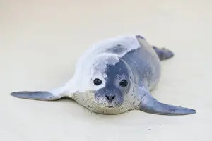 Harbour: Harbour Seal pup