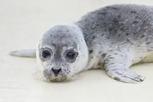 Harbour: Harbour Seal pup