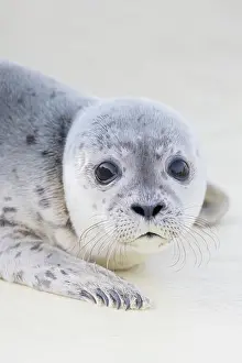 Harbour: Harbour Seal pup