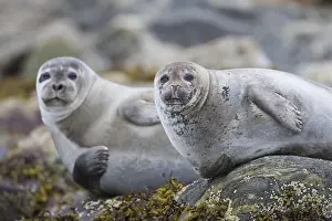 121217: Harbour Seal - resting seals at rocks - Svalbard, Norway