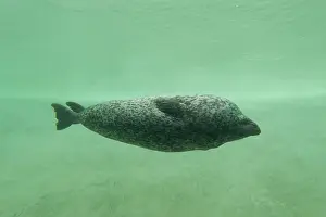 Friedrichskoog: Harbour Seal - under water in a basin - Seal Centre