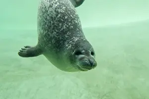 Basin: Harbour Seal - under water in a basin - Seal Centre