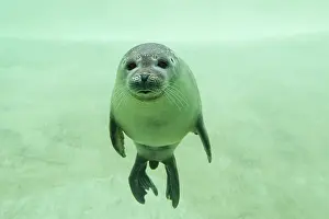 Basin: Harbour Seal - under water in a basin - Seal Centre