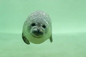 Basin: Harbour Seal - under water in a basin - Seal Centre