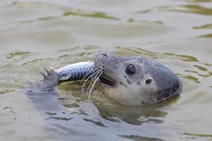 Mackerel: Harbour Seal - young seal with fish - Seal Centre
