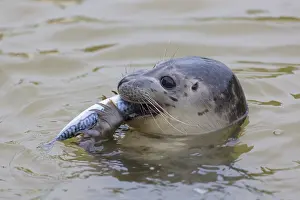 Mackerel: Harbour Seal - young seal with fish - Seal Centre