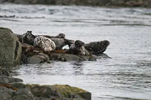 Hauled: Harbour seals