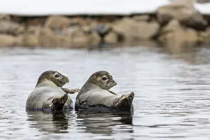 Norwegian: Two harbour seals (Phoca vitulina) lying on stones in the water