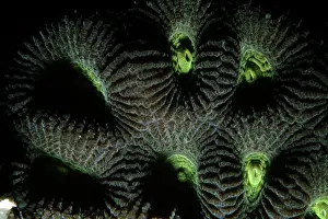 Favia: Hard Coral