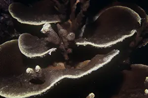 Montipora: HARD CORAL