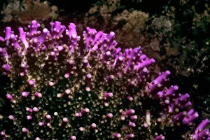 Acropora: Hard Coral