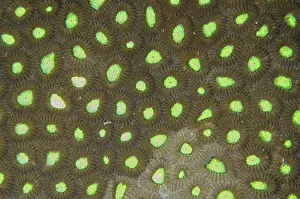 Jiko: Hard coral