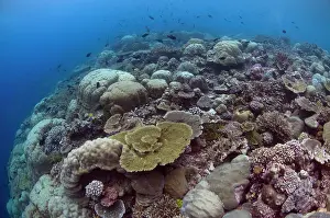 Hard: Hard Coral