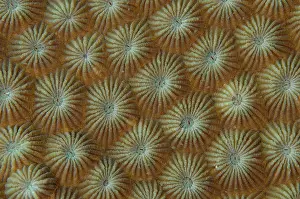 Ampat: Hard Coral calyces