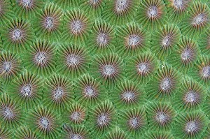 Kecil: Hard Coral calyces - Pantai Kecil dive site