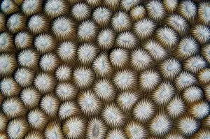 Flores: Hard Coral (Diploastrea heliopora), Underwater Temple
