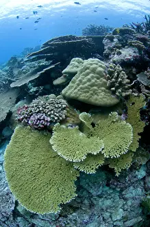 Clathrata: Hard Coral with fish