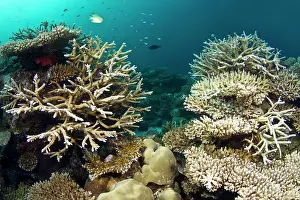 Chromis: Hard Coral Garden and Blue-green Chromis (Acropora loripes)
