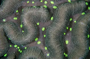 Flores: Hard Coral (Lobophyllia sp) with polyps, Napolean