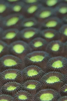 Abstracts: Hard Coral - Pintu Colada dive site, Lembeh Straits