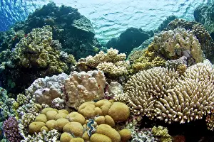 Diploastrea: Hard Coral Reef