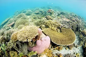 Regrowth: Hard coral reef, Indonesia, Bali