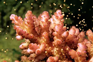 Acropora: Hard Coral - spawning