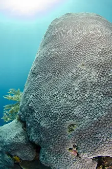 Cove: Hard Coral - with sun in background - The Cove dive