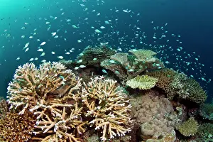 Chromis: Hard Corals and Blue-green Chromis - (Acropora loripes)