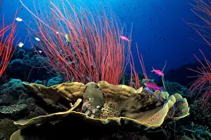 Whips: Hard corals and red sea whips, Ellisella sp. Susan reef, Wa