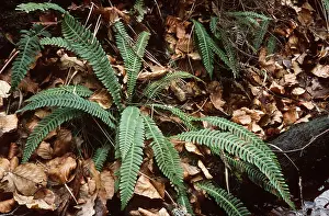 Hard: HARD FERN