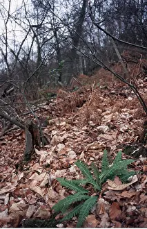 Hard: HARD FERN - in woodland