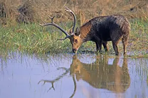 Branderi: Hard-ground Swamp Deer - drinking from a pond