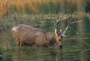 Branderi: Hard-ground Swamp Deer - drinking from a pond