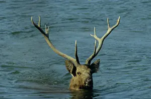 Branderi: Hard ground Swamp Deer in the lake Saundars