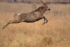Branderi: Hard-ground Swamp Deer - leaping