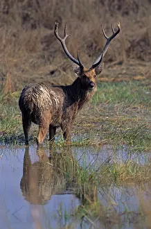Branderi: Hard-ground Swamp Deer - in the pond