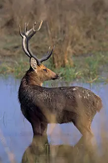 Branderi: Hard-ground Swamp Deer - in the pond
