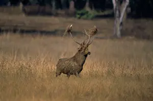 Branderi: Hard Ground Swamp Deer during rutting season