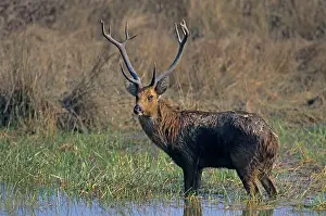 Branderi: Hard-ground Swamp Deer - Standing in a pond