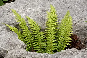 Polystichum: Hard Shield fern - growing in a gryke in limestone pavement