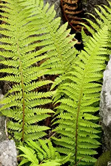 Polystichum: Hard Shield fern - growing in a gryke in limestone pavement