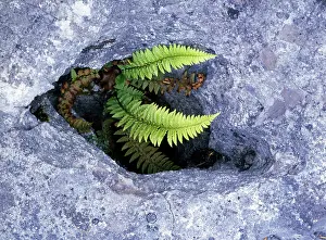 Polystichum: Hard Shield Fern - in gryke, limestone pavement