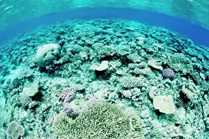 Bleached: Hard and soft corals, bleached by stress of an