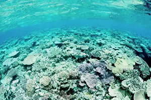 Bleached: Hard and soft corals, bleached by stress of an