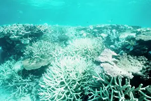 Bleached: Hard and soft corals, bleached by stress of an