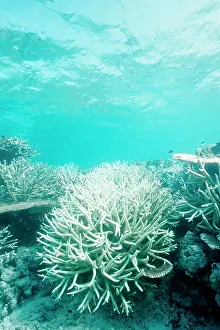 Bleached: Hard and soft corals, bleached by stress of an