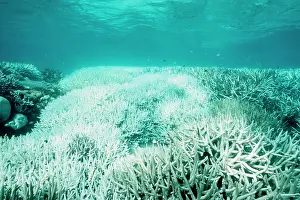 Bleached: Hard and soft corals, bleached by stress of an