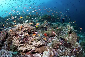 Schools: Hardcoral Garden